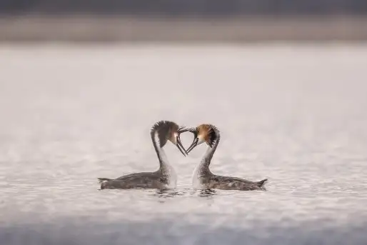 Zdjęcia: Miłośnicy Mazur - zobacz piękno niesamowitej mazurskiej przyrody - zdjęcie 6