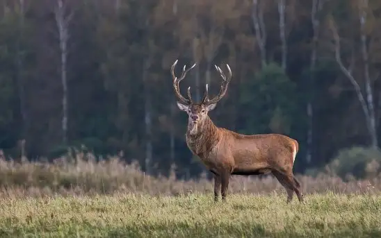 Zdjęcia: Miłośnicy Mazur - zobacz piękno niesamowitej mazurskiej przyrody - zdjęcie 1
