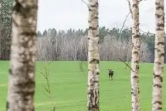 Ssak z rodziny jeleniowatych na zdjęciach Jana Olchówki - zdjęcie 51