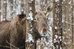 Ssak z rodziny jeleniowatych na zdjęciach Jana Olchówki - zdjęcie 50