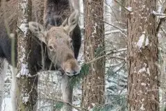 Ssak z rodziny jeleniowatych na zdjęciach Jana Olchówki - zdjęcie 48