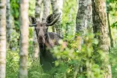 Ssak z rodziny jeleniowatych na zdjęciach Jana Olchówki - zdjęcie 42