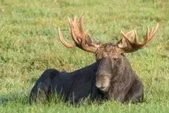 Ssak z rodziny jeleniowatych na zdjęciach Jana Olchówki - zdjęcie 36