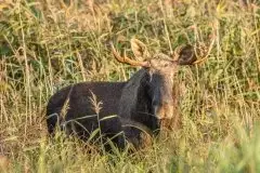 Ssak z rodziny jeleniowatych na zdjęciach Jana Olchówki - zdjęcie 20