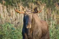 Ssak z rodziny jeleniowatych na zdjęciach Jana Olchówki - zdjęcie 18