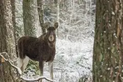 Ssak z rodziny jeleniowatych na zdjęciach Jana Olchówki - zdjęcie 7