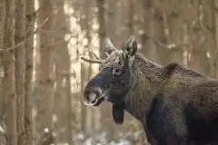 Ssak z rodziny jeleniowatych na zdjęciach Jana Olchówki - zdjęcie 3