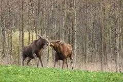 Ssak z rodziny jeleniowatych na zdjęciach Jana Olchówki - zdjęcie 2