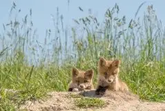 Lisy na Mazurach - zdjęcie 78