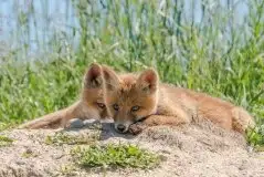 Lisy na Mazurach - zdjęcie 75