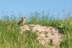 Lisy na Mazurach - zdjęcie 72