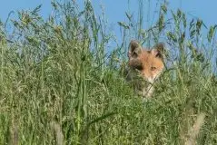 Lisy na Mazurach - zdjęcie 71