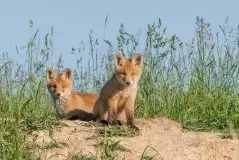 Lisy na Mazurach - zdjęcie 66