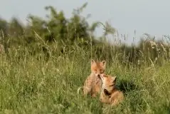 Lisy na Mazurach - zdjęcie 63