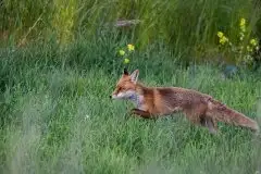 Lisy na Mazurach - zdjęcie 59