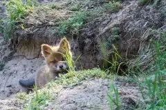 Lisy na Mazurach - zdjęcie 57