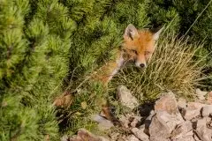 Lisy na Mazurach - zdjęcie 56