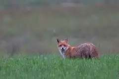 Lisy na Mazurach - zdjęcie 54