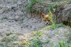 Lisy na Mazurach - zdjęcie 51