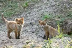 Lisy na Mazurach - zdjęcie 47