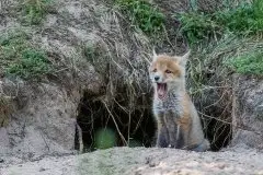 Lisy na Mazurach - zdjęcie 41