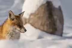 Lisy na Mazurach - zdjęcie 35