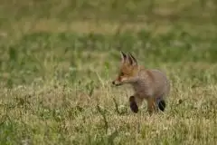 Lisy na Mazurach - zdjęcie 29