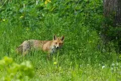 Lisy na Mazurach - zdjęcie 23