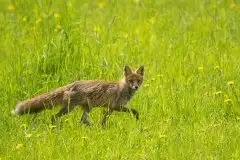 Lisy na Mazurach - zdjęcie 20