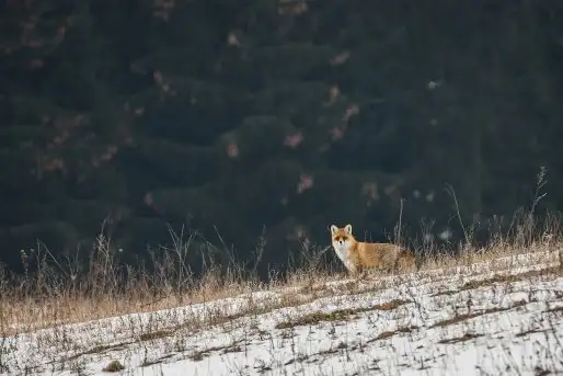 Lisy na Mazurach - zdjęcie 2