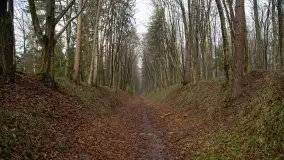 Las miejski w Giżycku, styczeń 2020 - zdjęcie 20