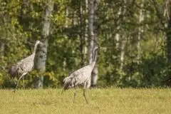 Mazurskie żurawie na zdjęciach Jana Olchówki - zdjęcie 84