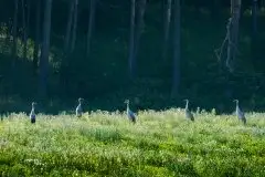 Mazurskie żurawie na zdjęciach Jana Olchówki - zdjęcie 78