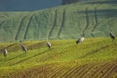 Mazurskie żurawie na zdjęciach Jana Olchówki - zdjęcie 76