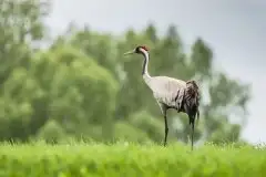 Mazurskie żurawie na zdjęciach Jana Olchówki - zdjęcie 70