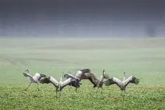 Mazurskie żurawie na zdjęciach Jana Olchówki - zdjęcie 68