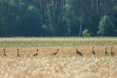 Mazurskie żurawie na zdjęciach Jana Olchówki - zdjęcie 64