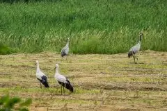 Mazurskie żurawie na zdjęciach Jana Olchówki - zdjęcie 63