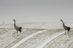 Mazurskie żurawie na zdjęciach Jana Olchówki - zdjęcie 42