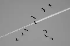 Mazurskie żurawie na zdjęciach Jana Olchówki - zdjęcie 38