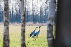 Mazurskie żurawie na zdjęciach Jana Olchówki - zdjęcie 37