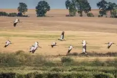 Mazurskie żurawie na zdjęciach Jana Olchówki - zdjęcie 28