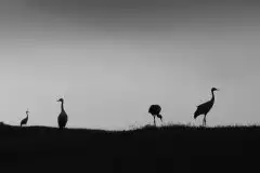 Mazurskie żurawie na zdjęciach Jana Olchówki - zdjęcie 6