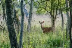 Mazurskie jelenie na zdjęciach Jana Olchówki - zdjęcie 49