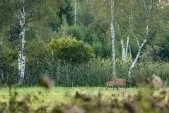 Mazurskie jelenie na zdjęciach Jana Olchówki - zdjęcie 46