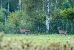 Mazurskie jelenie na zdjęciach Jana Olchówki - zdjęcie 45
