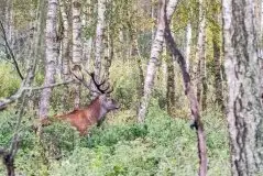 Mazurskie jelenie na zdjęciach Jana Olchówki - zdjęcie 22