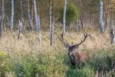 Mazurskie jelenie na zdjęciach Jana Olchówki - zdjęcie 18