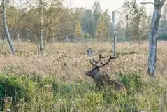 Mazurskie jelenie na zdjęciach Jana Olchówki - zdjęcie 15