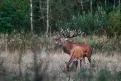 Mazurskie jelenie na zdjęciach Jana Olchówki - zdjęcie 11